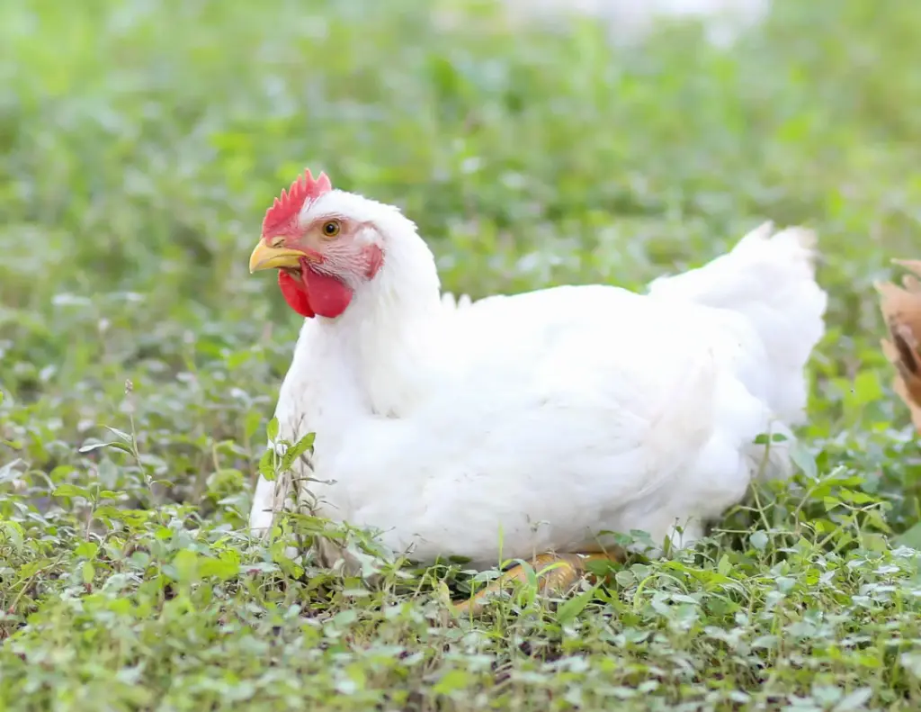 White Ranger (March 17 2026)