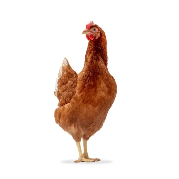 ISA Brown Female Chicks (September 1 2026)